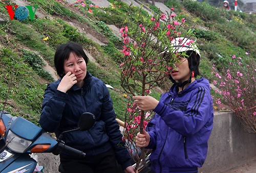 Peach trees in full bloom for Tet - ảnh 7